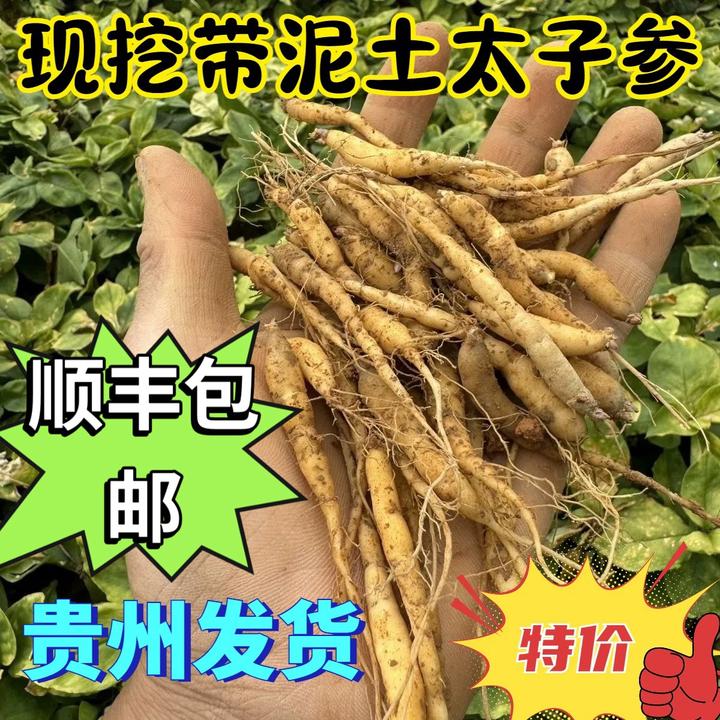 252克贵州新鲜现挖太子参泡酒无硫儿童成长煲汤