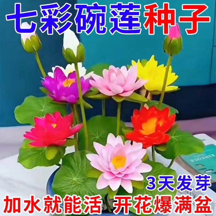 碗莲种子四季开花水培水养绿植七彩睡莲荷花懒人