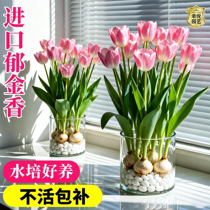 5颗郁金香种球水培盆栽荷兰进口重瓣四季开花好活土养阳台花