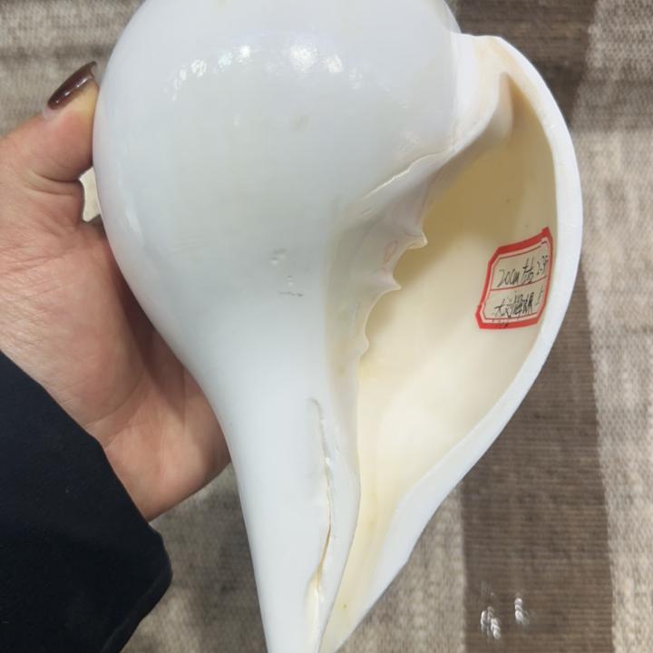 天然尼泊尔右旋海螺号角 长度20厘米左右 重量2.3斤一物一图