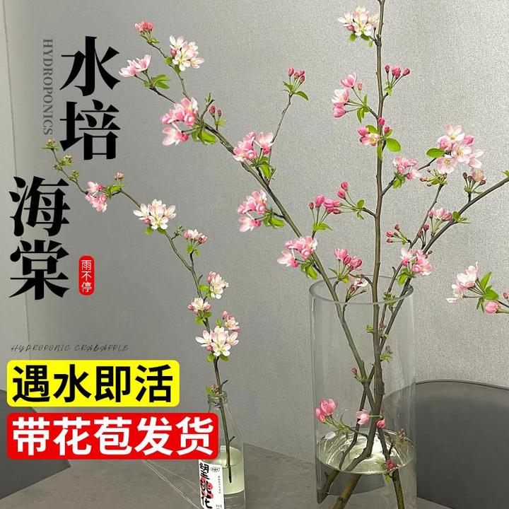 海棠花水培植物鲜切花枝带花苞花卉绿植室内插花鲜花盆栽四季开花