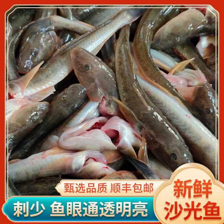 海捕沙光鱼5斤1斤10条左右产地冷链直发海鲜水产品