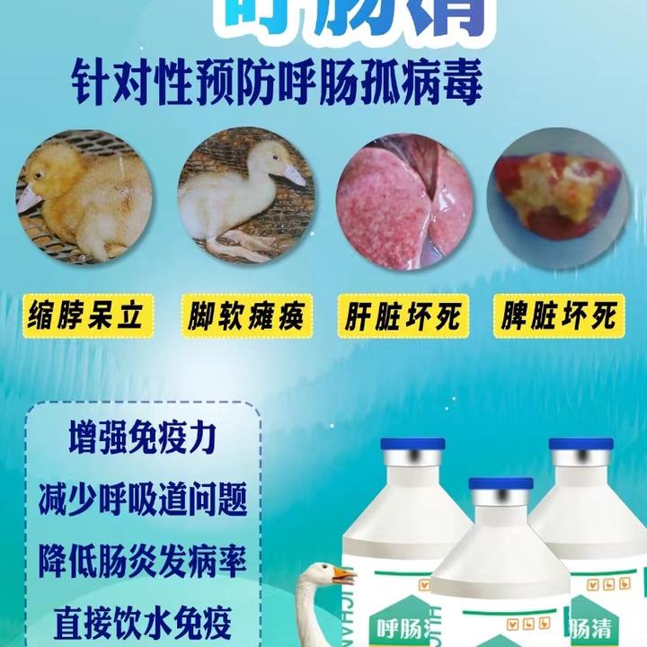 呼肠清 呼肠孤病毒克星 饮水代替打针 厂家直销