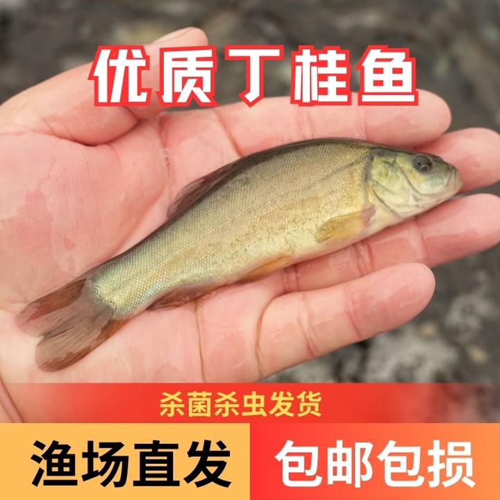 【活体】丁桂鱼丁须岁（4-12cm）观赏鱼淡水鱼冷水鱼