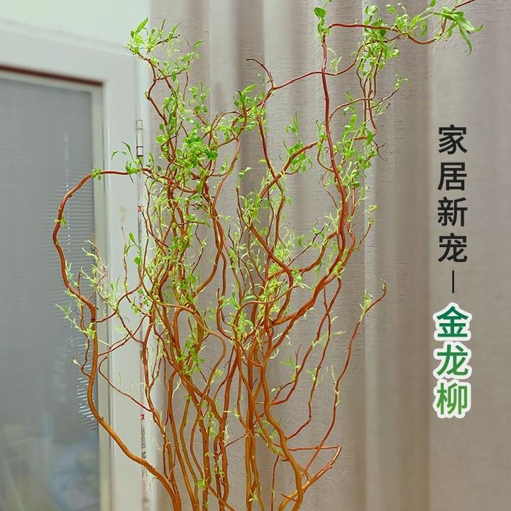 水培黄金龙柳鲜支金丝楠藤室内家居软装绿植泡水发芽懒人好养易活