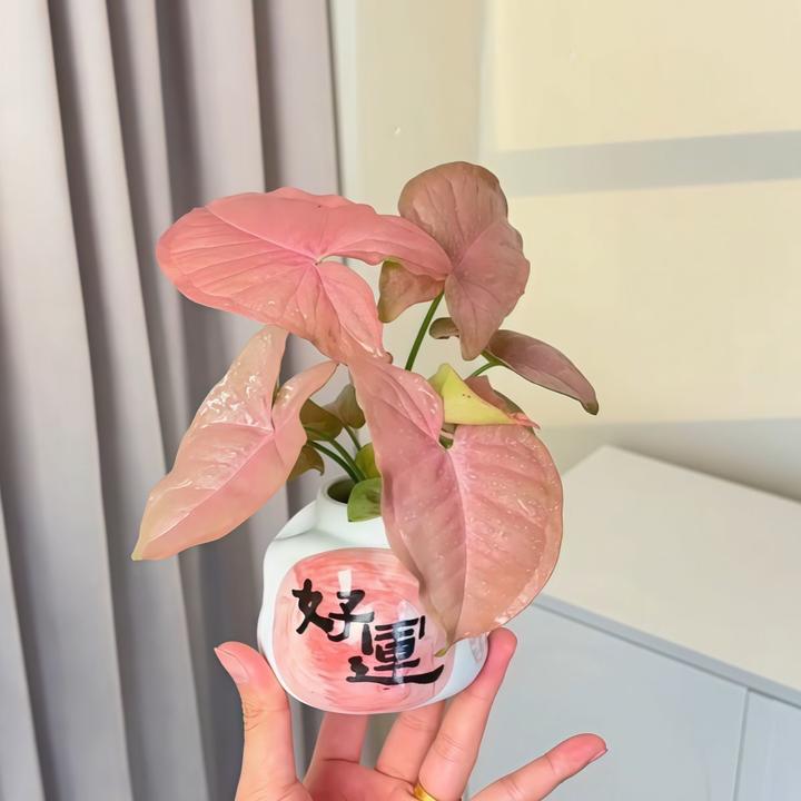 【水培】红粉佳人合果芋粉色植物耐阴办公室内桌面绿植花卉小盆栽