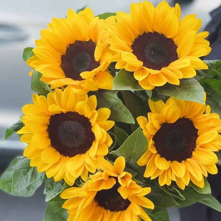 【云南鲜花】向日葵鲜花、向阳而生、一举夺魁、养护简单中秋好物