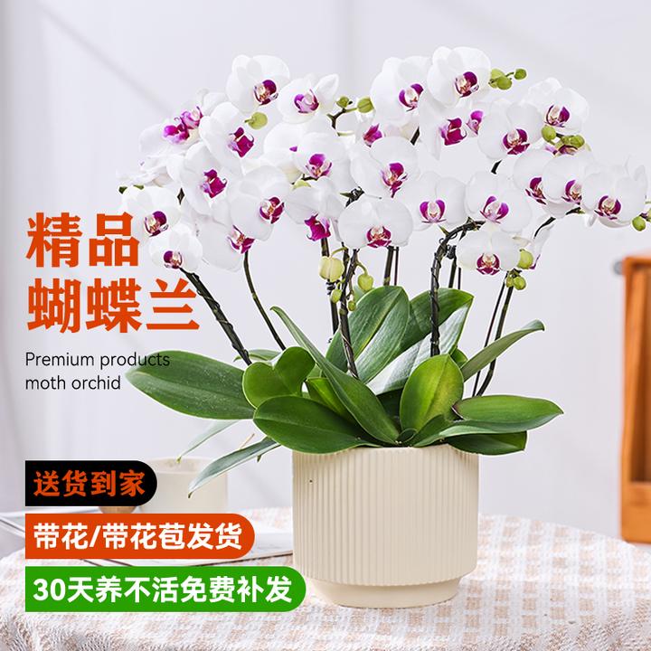 蝴蝶兰盆栽带花苞精品绿植花苗双剑兰花卉盆栽鲜花真花年宵花雪玉