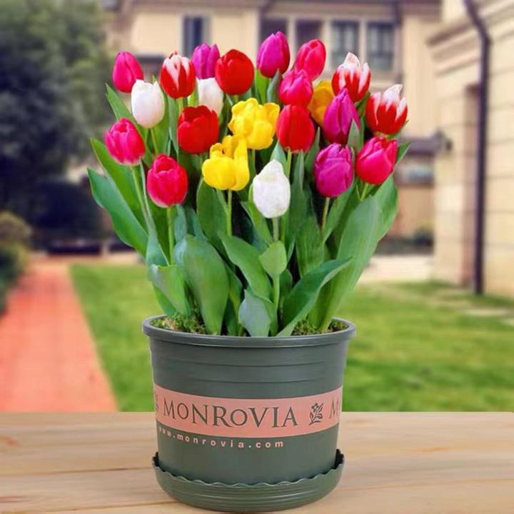 荷兰进口郁金香大种球水培土培种球秋冬耐寒年宵花新手好养阳台花