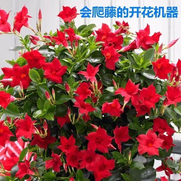 飘香藤耐热好养带盆土