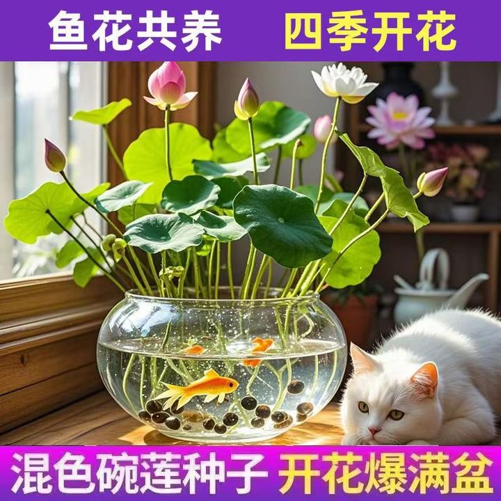 新疆西藏包邮碗莲种七彩五颜六色水培花卉水养四季莲花荷花种绿植