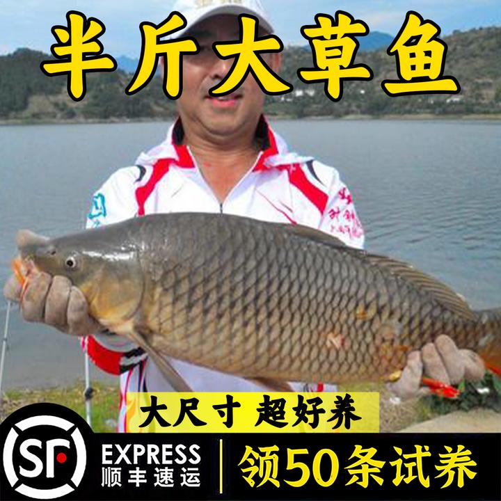 大草鱼淡水养殖食用活体小鱼草鲩特大号活皖鱼渔场直供批发包活