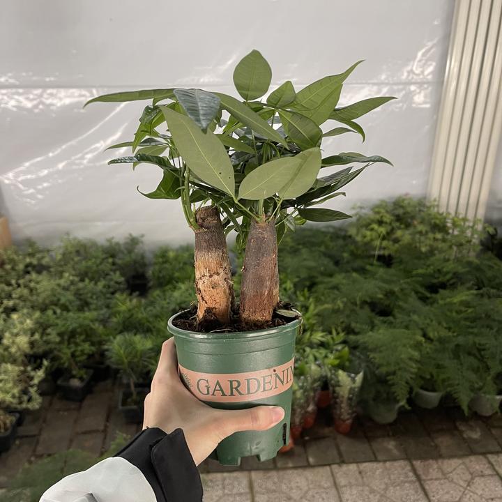 土培四杆发财树加仑盆一盆