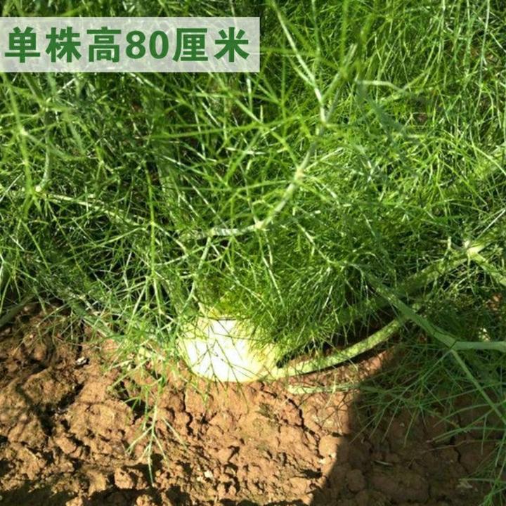 ❃球茎茴香种子苗结球割茬蔬菜盆栽阳台秋冬四季种籽可食用秧苗菜