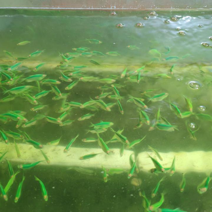 翡翠天使3-4cm热带观赏鱼小型群游好养耐活新手适合