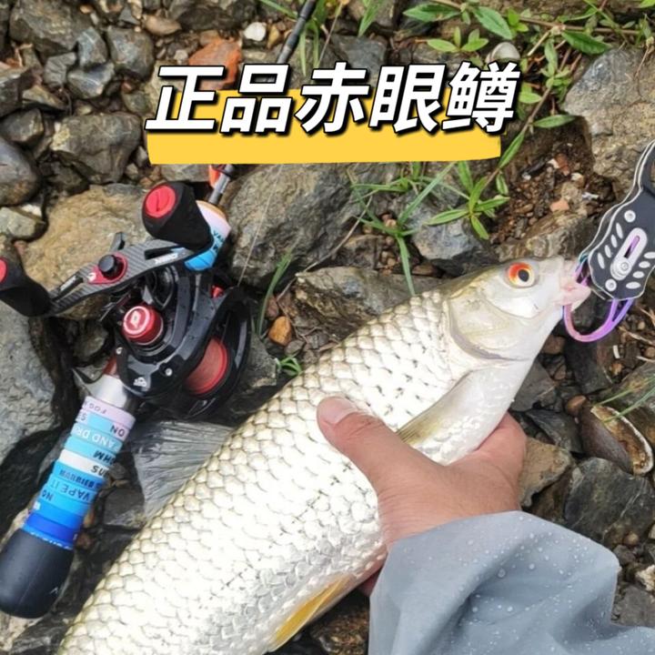 正品赤眼鳟鱼红眼鱼塘养殖广东渔场活体直发包邮