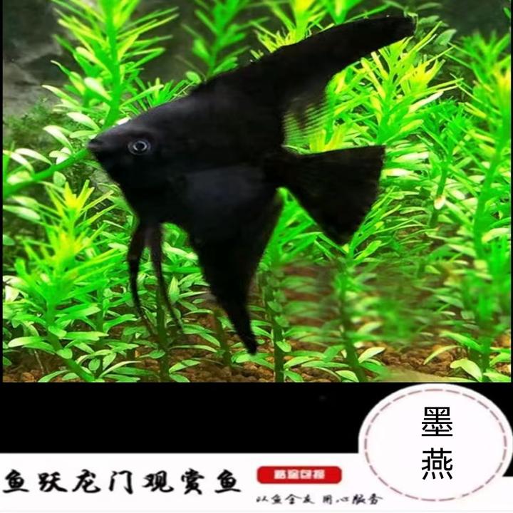 墨燕鱼观赏鱼神仙燕鱼七彩神仙燕鱼