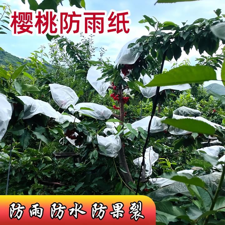 【樱桃专用防雨纸 | 大白纸】防鸟套纸防水防裂果李子大樱桃大白纸