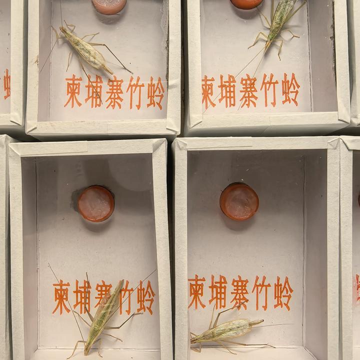 柬埔寨巨竹蛉竹蛉盒虫子野生竹蛉网红竹蛉鸣虫饲养