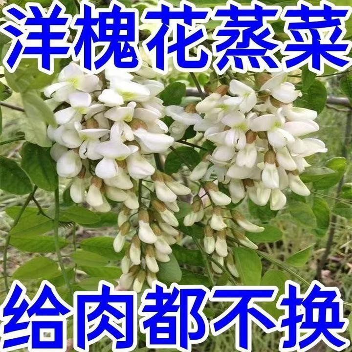 顺丰包邮现货新鲜洋槐正宗槐花新鲜花骨朵当季蔬菜饭店酒店家用