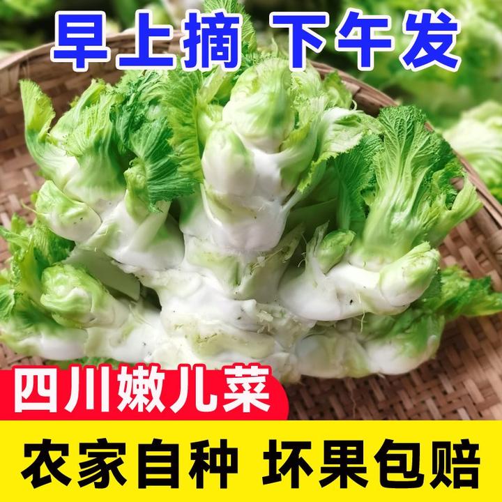 四川当季儿菜新鲜抱儿菜农家时令蔬菜整颗泡菜咸菜原材料娃娃菜