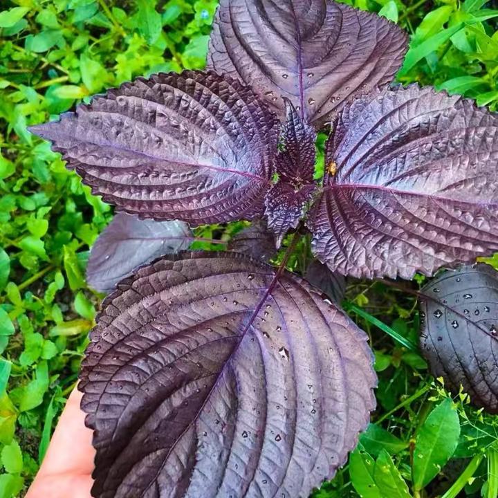 籽种紫苏种子绿苏种籽孑紫苏种子可食用四季盆栽种植生长