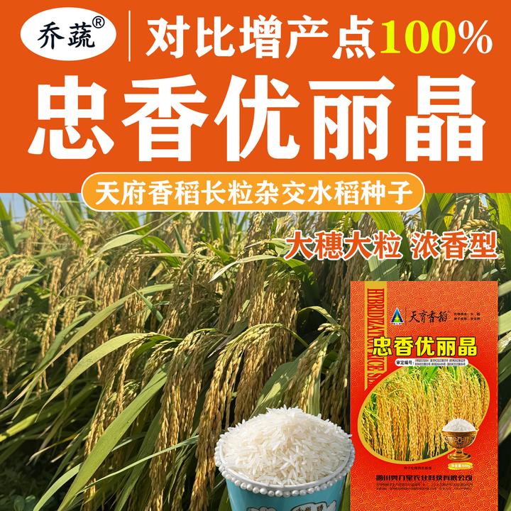 天府香稻忠香优丽晶透明度一级水稻种子增产点100%大穗稻谷种籽