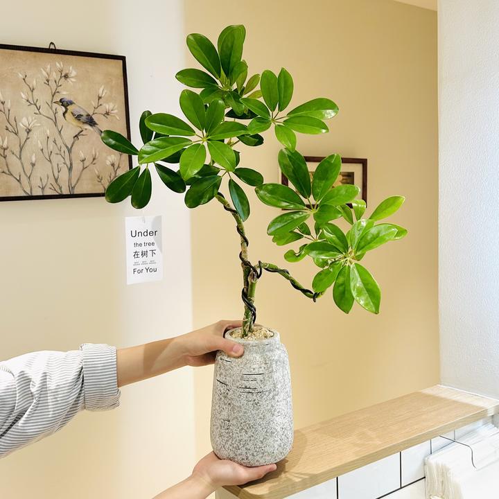 好事成双造型鸭脚木七叶莲盆栽盆景室内阳台办公室前台花卉绿植
