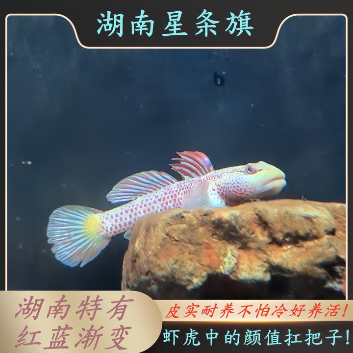 新流域湖南星条鳍虾虎黑吻虾虎星条旗神农吻虾虎野采一手源头虾虎