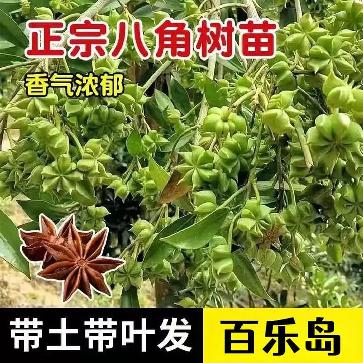 【大红袍八角】矮化盆栽地栽耐寒耐热南北方种H