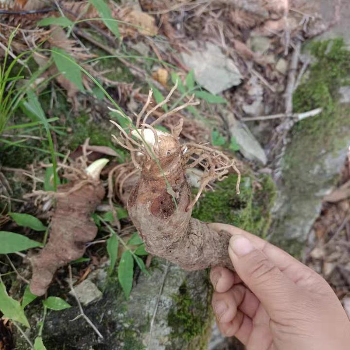 云南滇重楼新鲜现挖杯苗七叶一枝花小苗可种植食用阳台小院四季