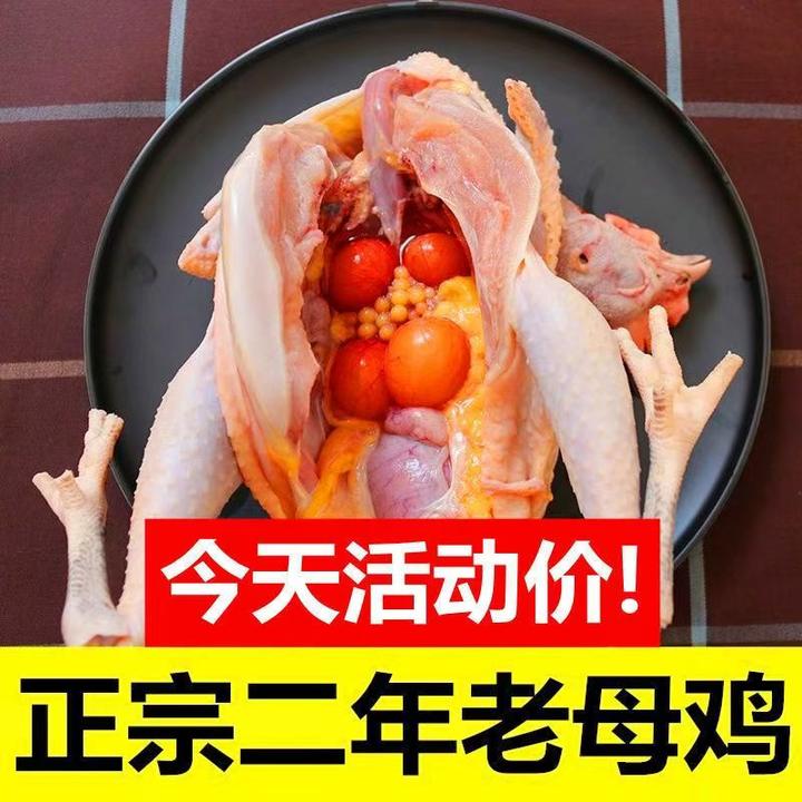 【黄油老母鸡】老母鸡特价新鲜柴鸡笨鸡农家正宗散养整鸡炖汤老母鸡