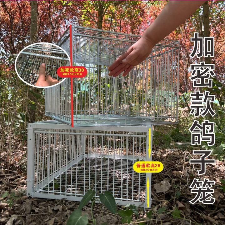 自动门屋顶天落只进不出笼鸽子笼信鸽进户外撞门活络鸽子家用神器