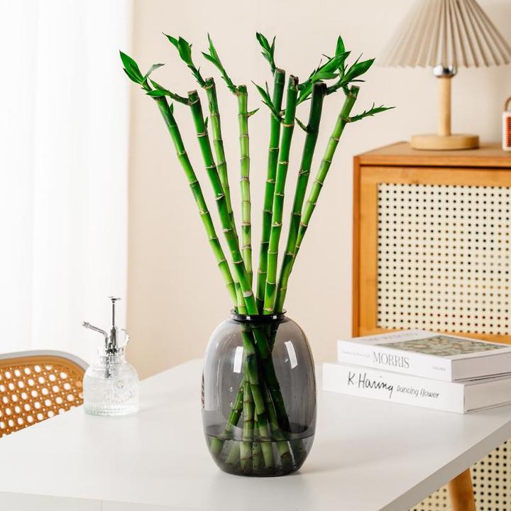【花伴水】水培开运竹富贵竹室内绿植盆栽好养