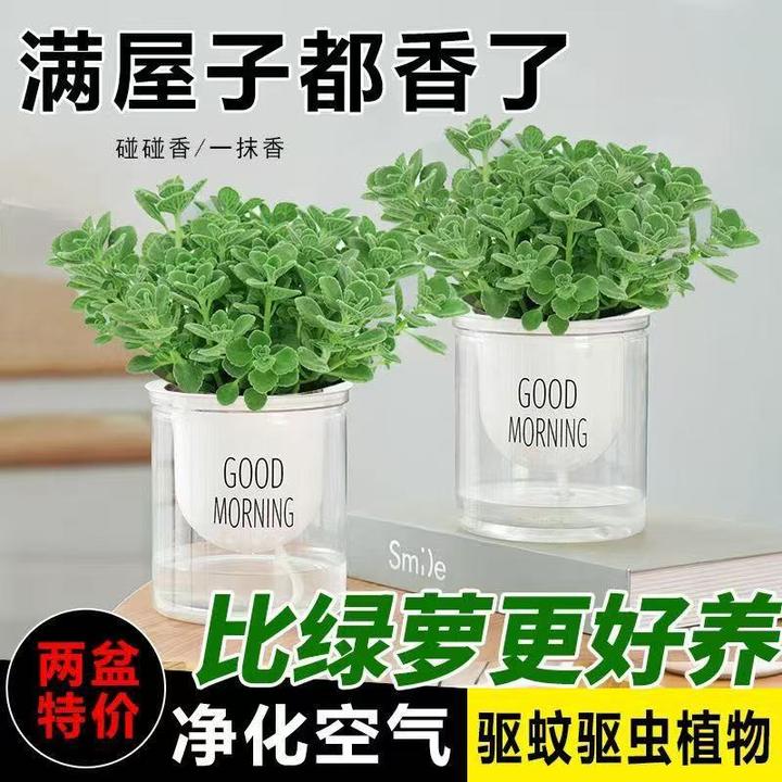 碰碰香盆栽一抹香大颗老桩根部浓香型清香阳台驱蚊驱虫多肉植物