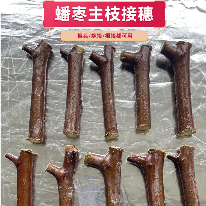 超大超甜蟠枣主枝接穗侧枝接穗嫁接根接换头都行