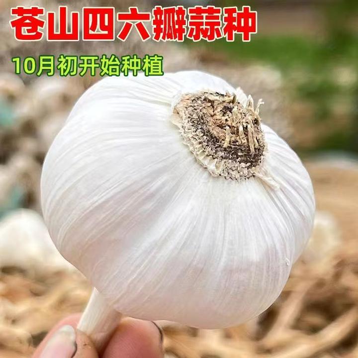 当季新鲜鲜大蒜苍山早熟大蒜（是品种名）农家自留精挑细选