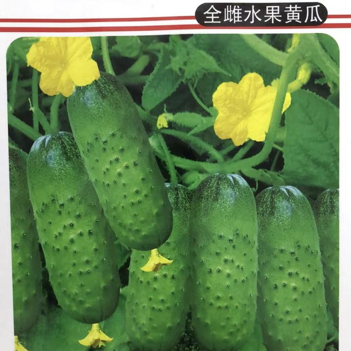 地爬龙不搭架黄瓜种子