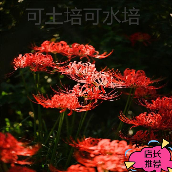 石蒜多年生球根彼岸花种球水土培浓香四季曼珠沙华耐寒耐热花种苗