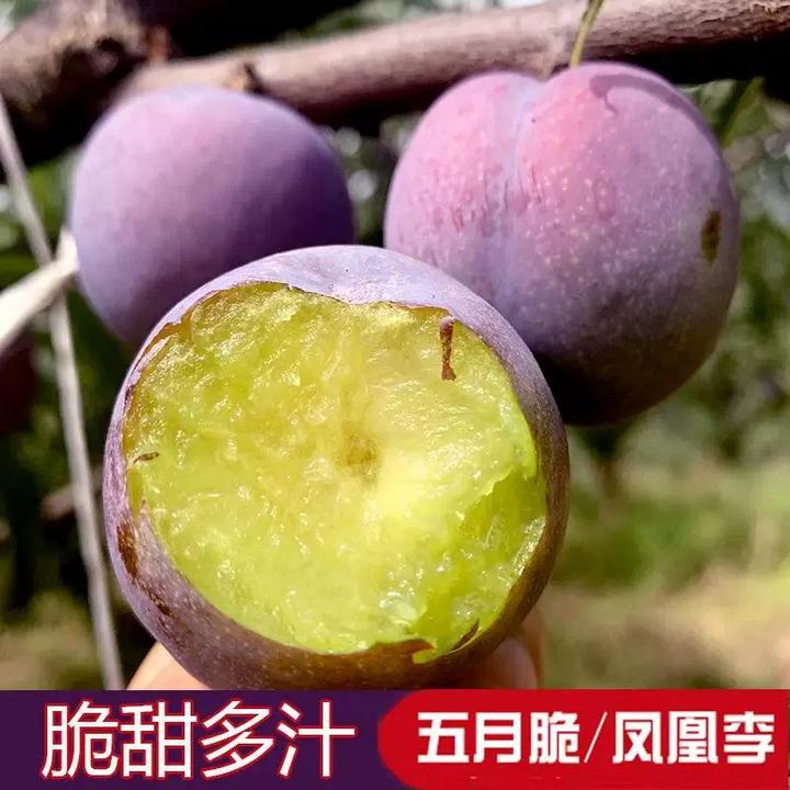 F四川五月脆凤凰李现摘新鲜脱骨脆甜时令水果