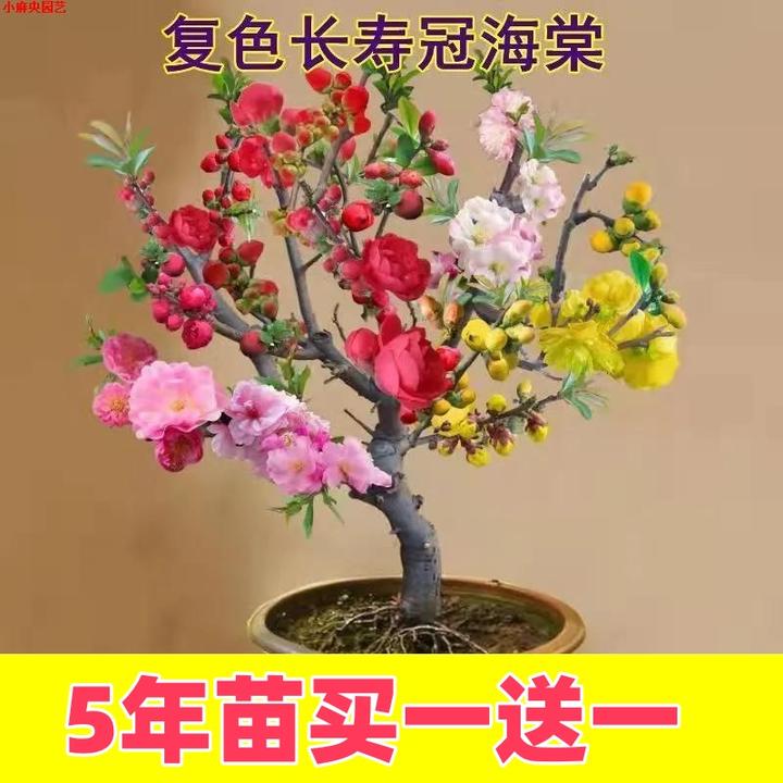 造型海棠花盆栽树苗盆景老桩日本西府庭院绿植物室内花卉四季开花