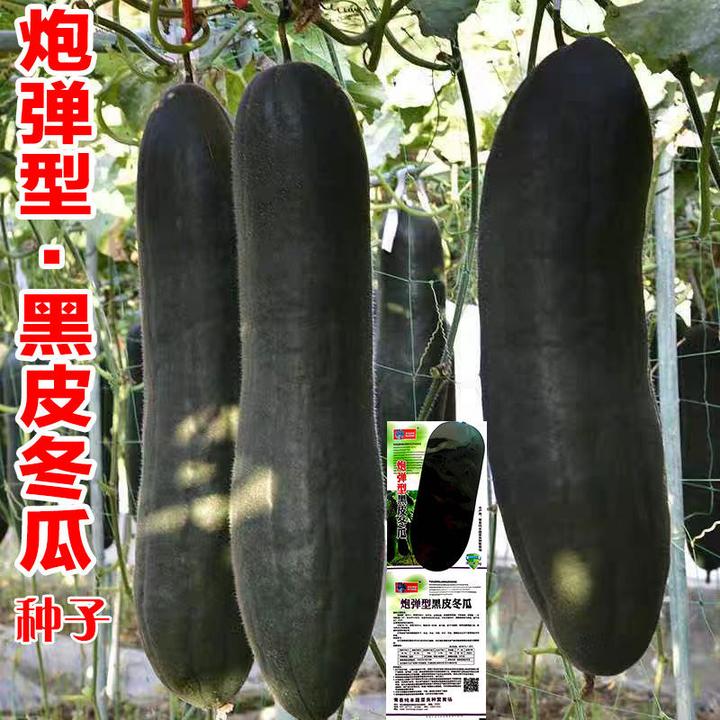 春季必种】炮弹型黑皮冬瓜种子高产超级特大老品种广东铁皮冬瓜特