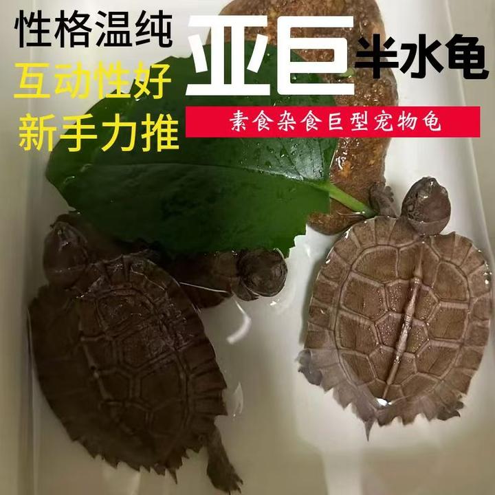 【亚巨龟】亚巨龟乌龟活体水陆两栖饲养吃青菜的龟好养活易乌龟活龟