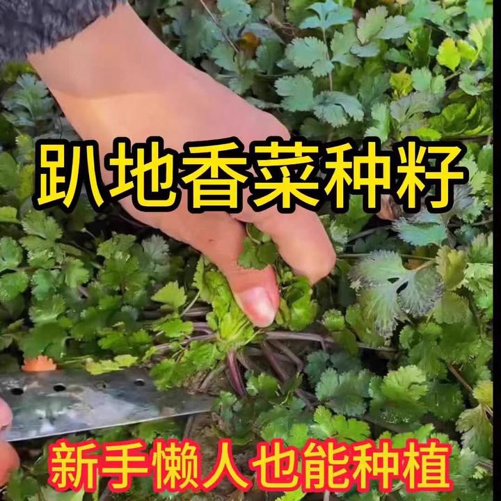紫根趴地香菜种子老品种矮杆趴地香菜种子小叶浓香型芫荽种籽