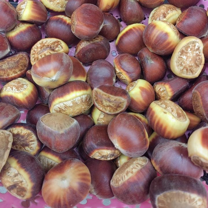 老树油板栗正宗野生非普通板栗批发毛栗子生应季生板栗板粟新鲜