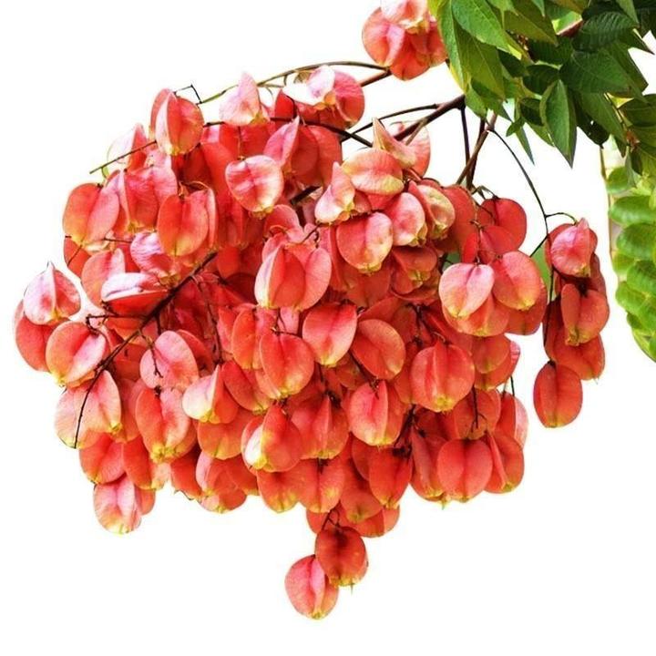 栾树树苗行道树绿化工程苗木黄山栾树园林庭院风景大树灯笼摇钱树