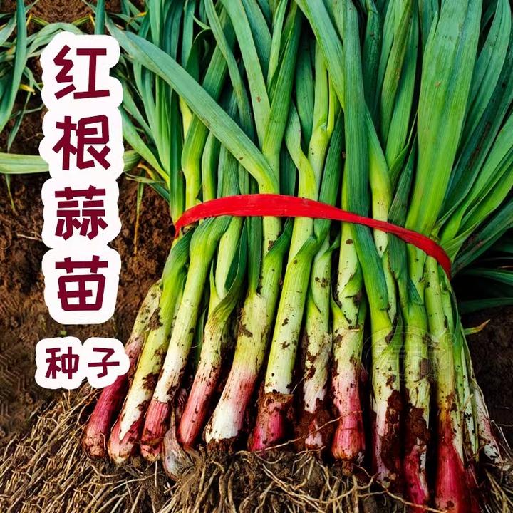 四季宽叶蒜苗蒜种大蒜种子种籽大蒜头红根紫皮自种红皮大蒜苗种子