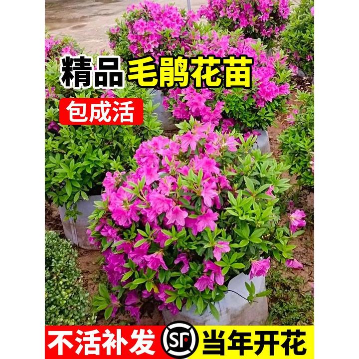 毛杜鹃夏娟毛鹃花苗庭院精品映山红毛娟树苗工程绿化苗木四季植物