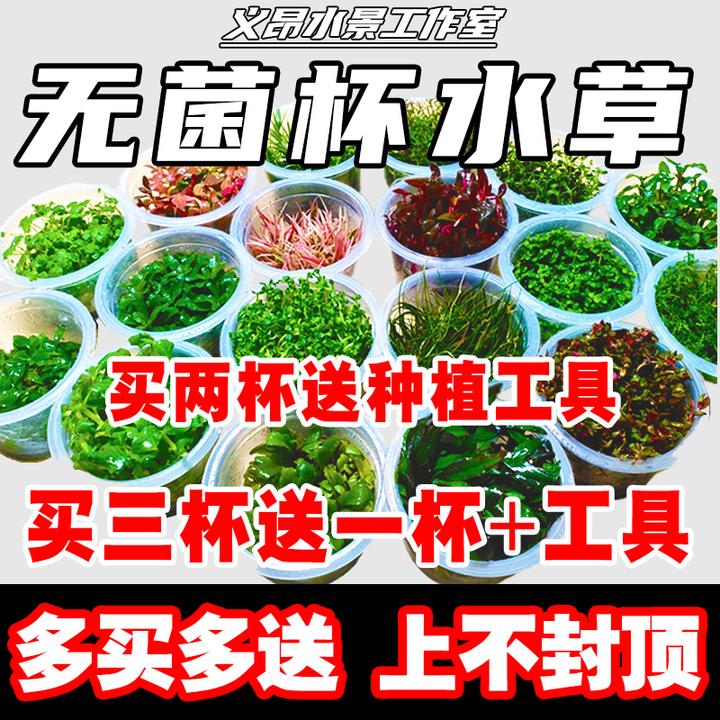 无菌杯水草鱼缸造景专用水草高珍珠天胡荽水榕水兰增氧净化水质