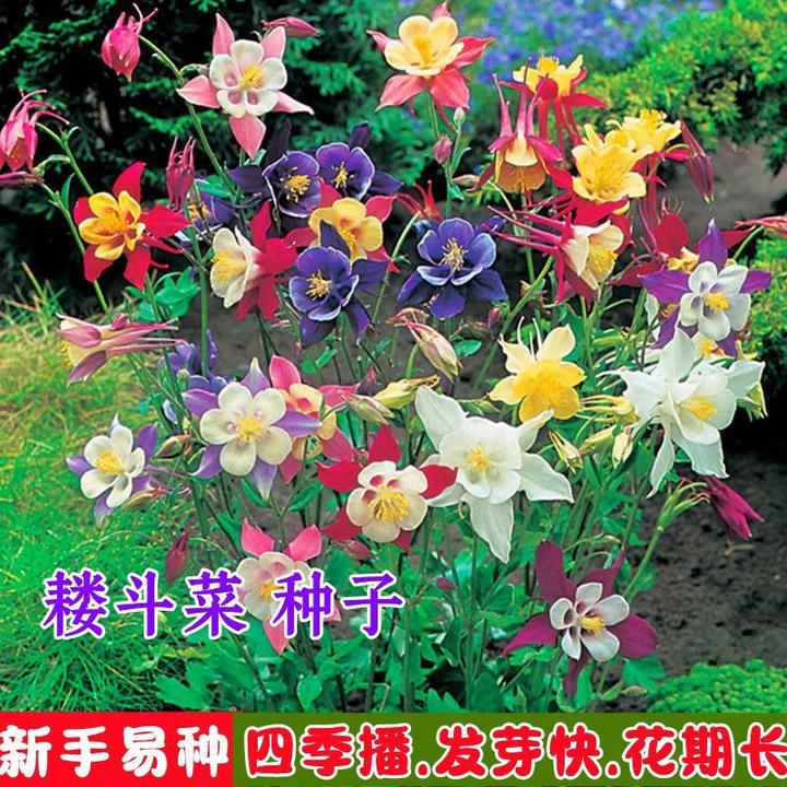 重瓣耧斗菜花种籽子猫爪花四季易种冬季阳台盆栽室外庭院秋播花籽